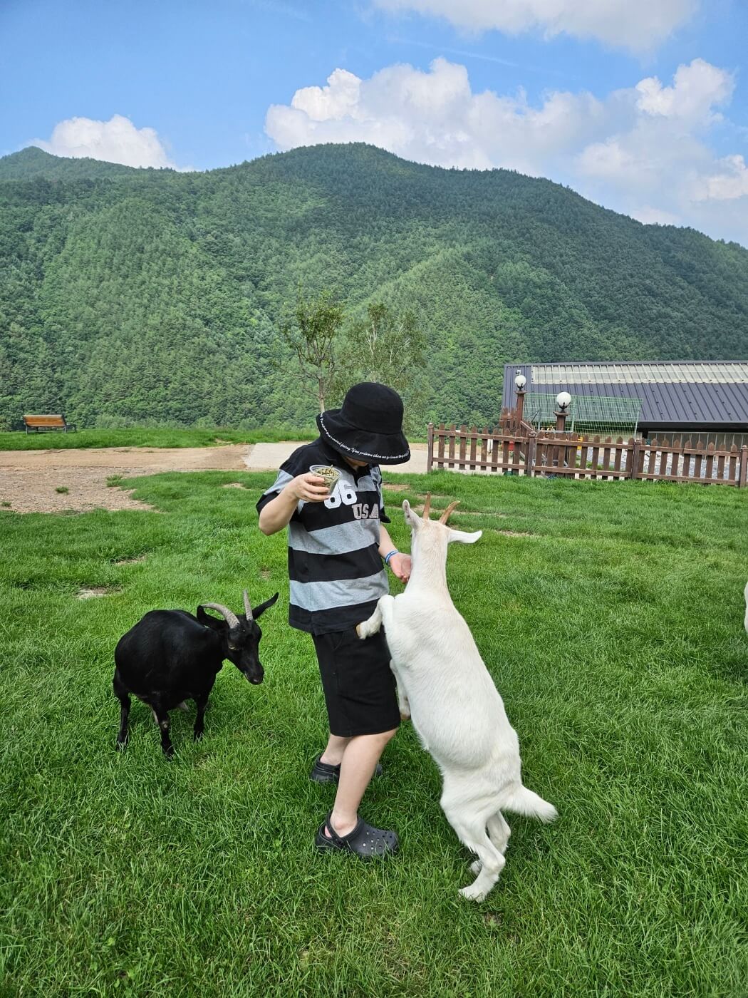 거침없이 다가오는 산양