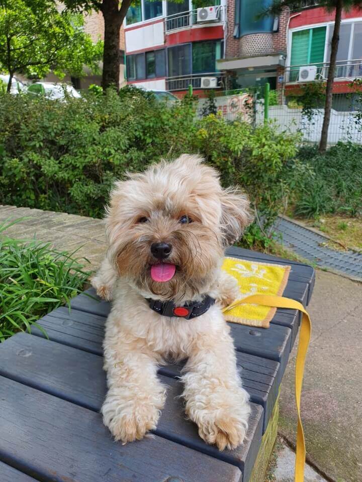 엎드려 쉬는 강아지