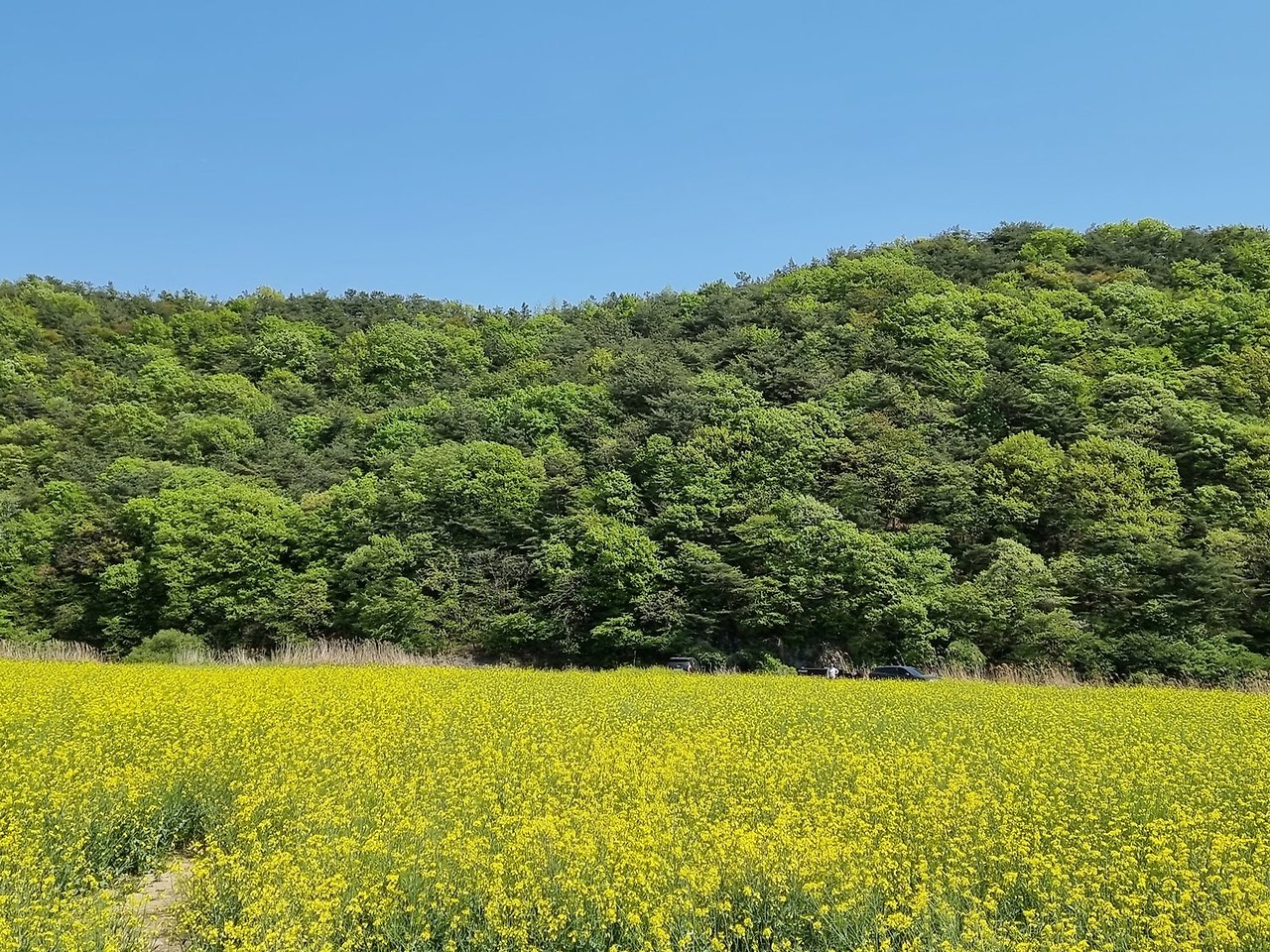 보령 웅천천변 유채꽃 청보리밭, 충남 보령의 숨겨진 봄 명소!