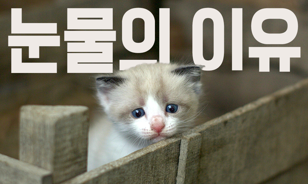 고양이-눈물