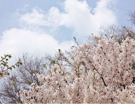 안산 벚꽃