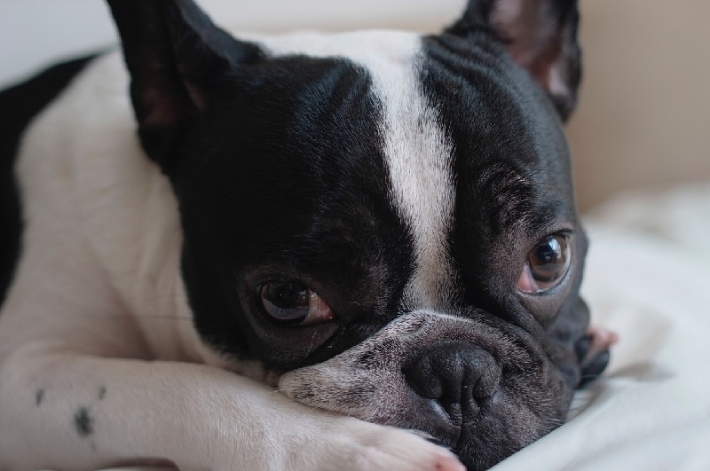 애완용 소형강아지 종류(이름)&amp;#44; 성격까지 알고 키우면 더 행복해요 (무료분양 방법 포함)