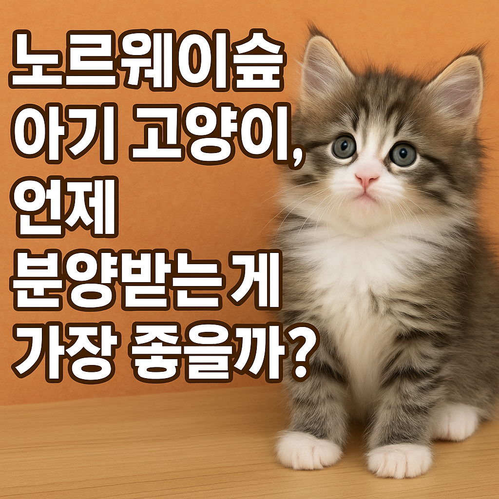 노르웨이숲 아기 고양이