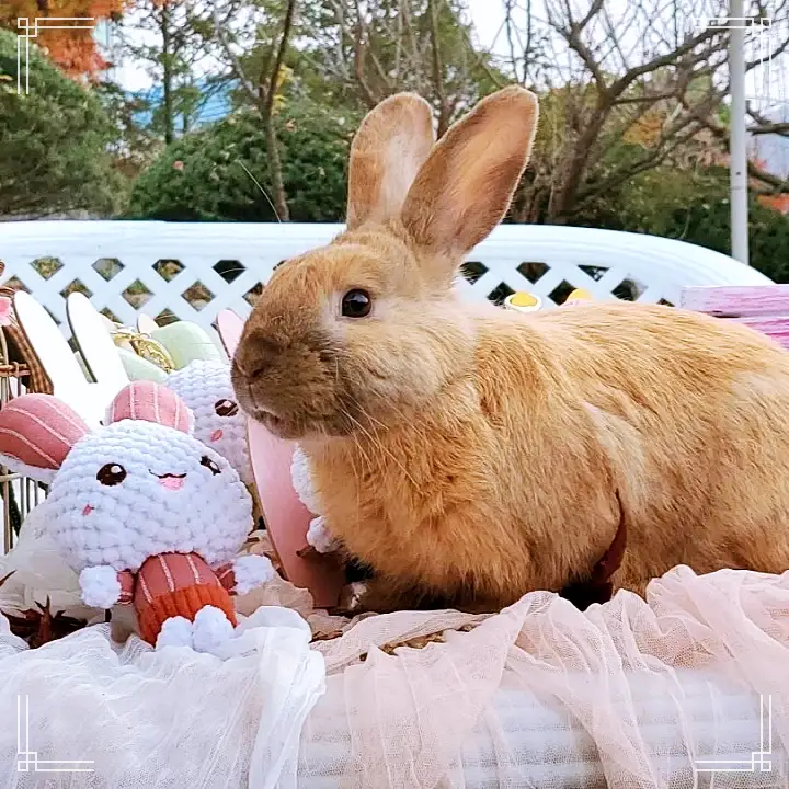 생방송오늘저녁 서울 근교 남양주 별내 토끼 고양이 강아지 뛰어노는 동물 체험 카페 맛집 추천