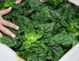 도초도-순이네섬초