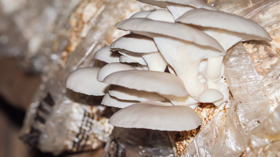 Pleurotus