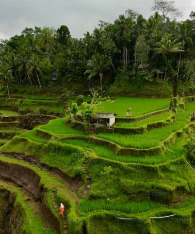 모가 잘 심겨진 넓은 논 사진