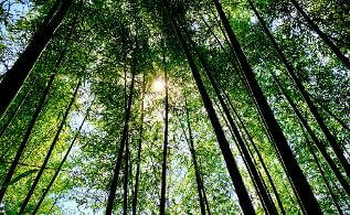 청남대 봄꽃축제 영춘제