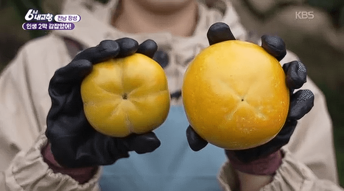 전남 장성 감농장 대안감 &amp;#39;동화나라농장&amp;#39;