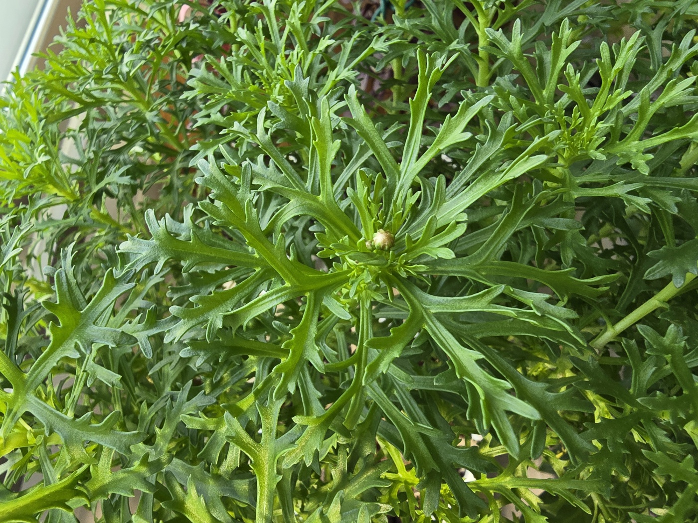 모체 목마가렛은 이제야 성장중인 꽃봉오리