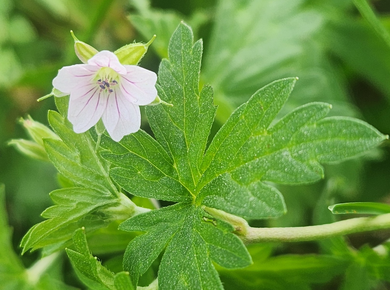 이질풀 꽃과 손바닥처럼 갈라진 잎