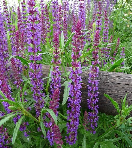 정원 속 퍼플 웨이브, 숙근샐비어 ‘살비아 네모로사’
