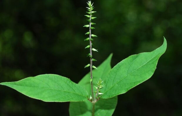 우슬뿌리 효능은 관절에 좋은 대표적인 약재입니다. 