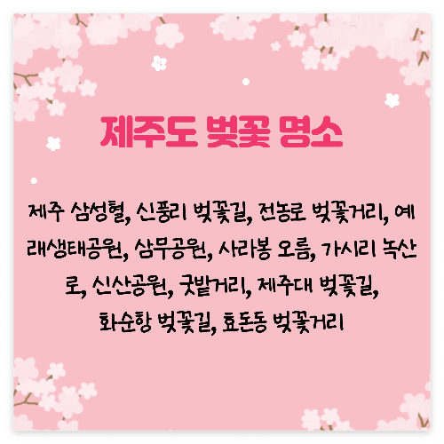 제주도 벚꽃명소&여행지