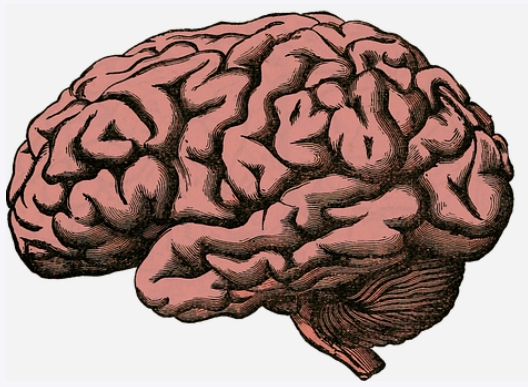 포스파티딜 세린 효능