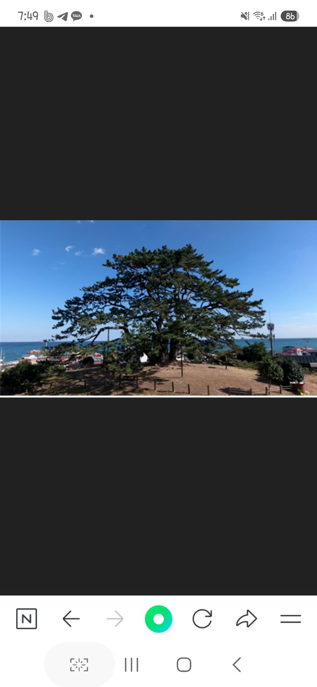 죽성리 곰솔