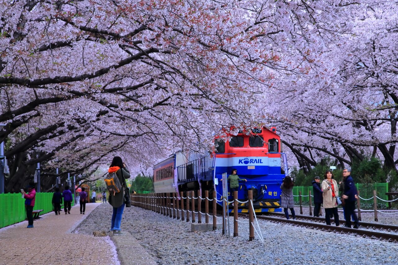 진해 벚꽃 개화시기 축제