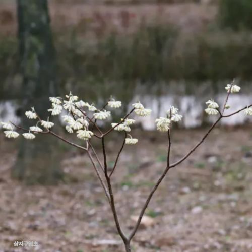 삼지구엽초