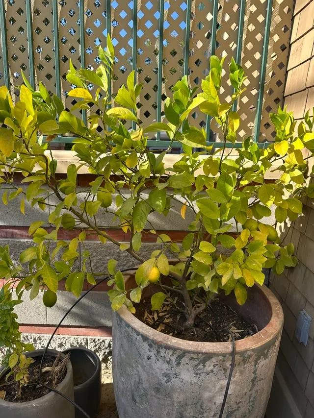 화분 노랗게 변함 원인 영양부족 과습해결 비료주기 조절 방법_8