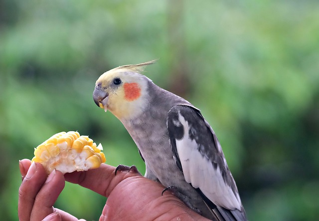 🦜 소형 앵무새 가을철 건강 관리법