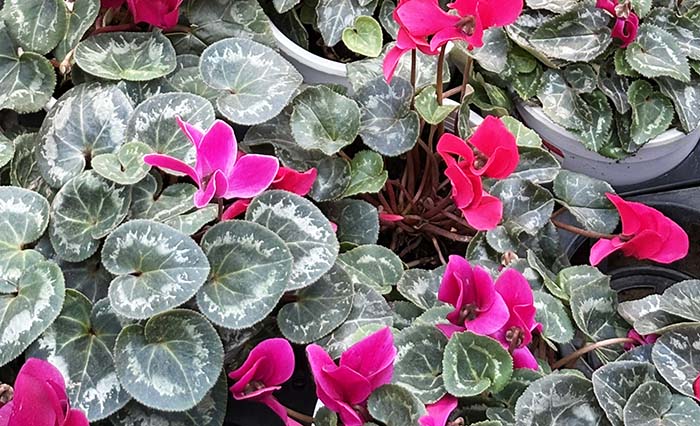 시클라멘은 분홍색과 붉은색으로 화려하게 꽃을 피우고 있으며, 잎은 녹색 바탕에 은빛 무늬가 돋보입니다.