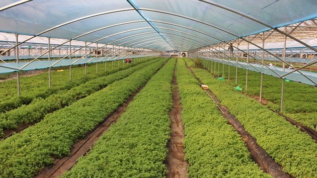 허브 농장 여행