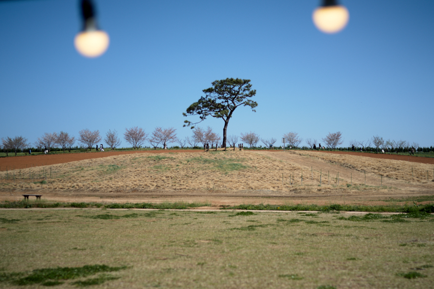 즐겁송(樂樂長松) 1969년 식수한 4그루 중 이 나무만 남았다고 한다.