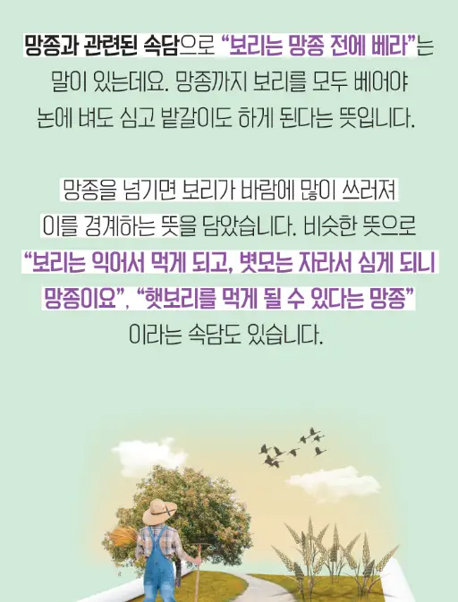 망종-속담