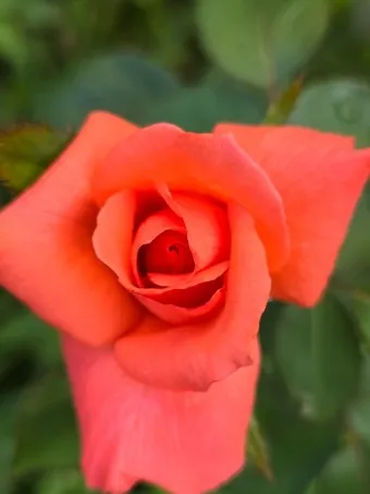 장미 삽목시기 삽목 방법 줄장미 넝쿨장미 색깔별 장미_21