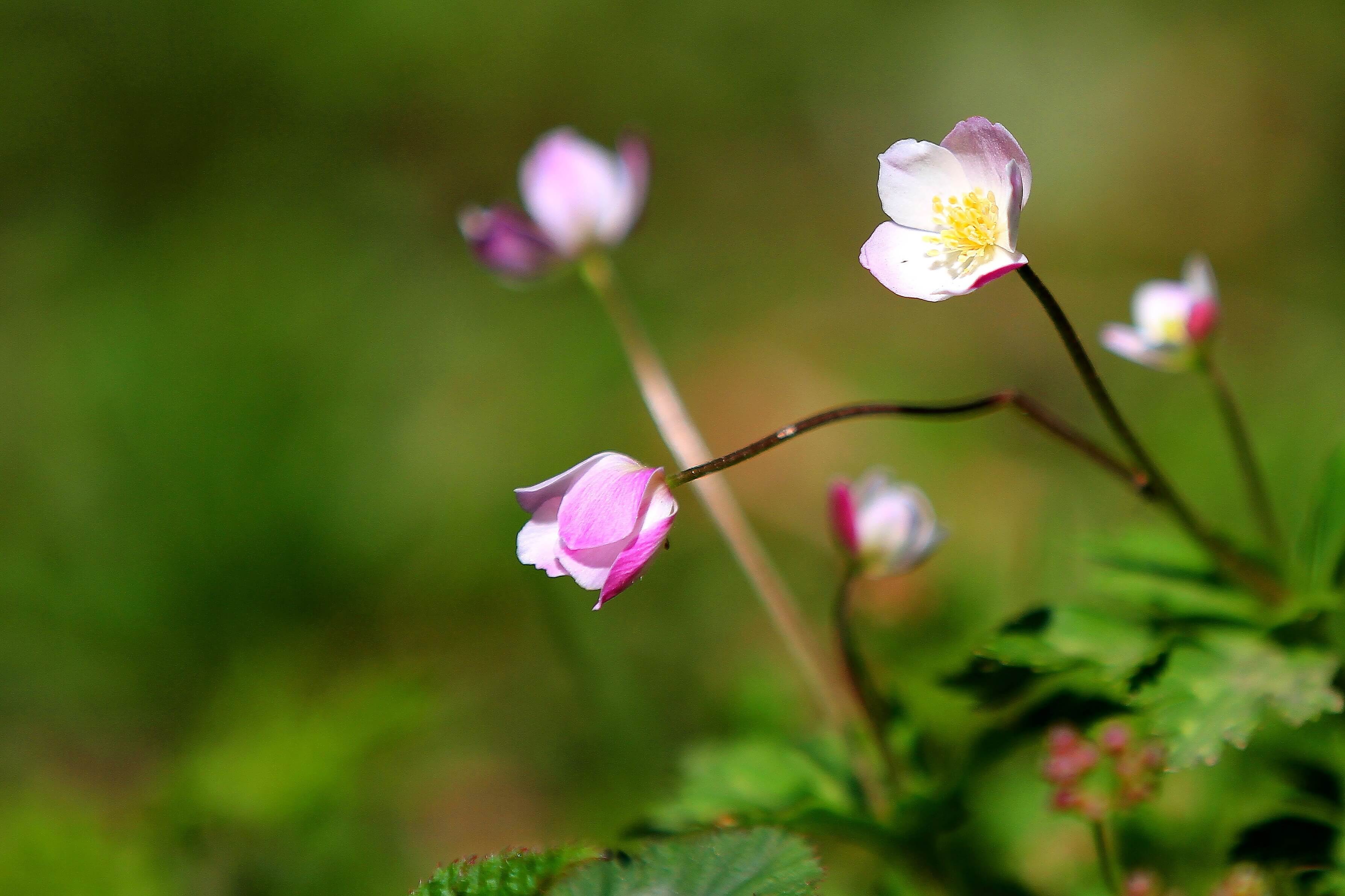 회문산 자연휴양림 예약