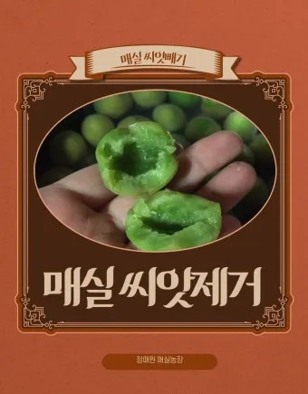 매실 씨 제거 후 매실청 매실장아찌 담그는 실전 방법_18