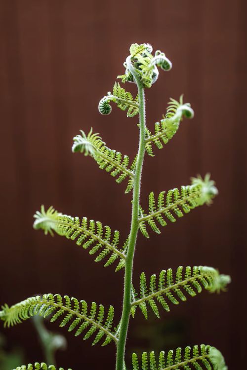 고사리 (Pteridium aquilinum)
