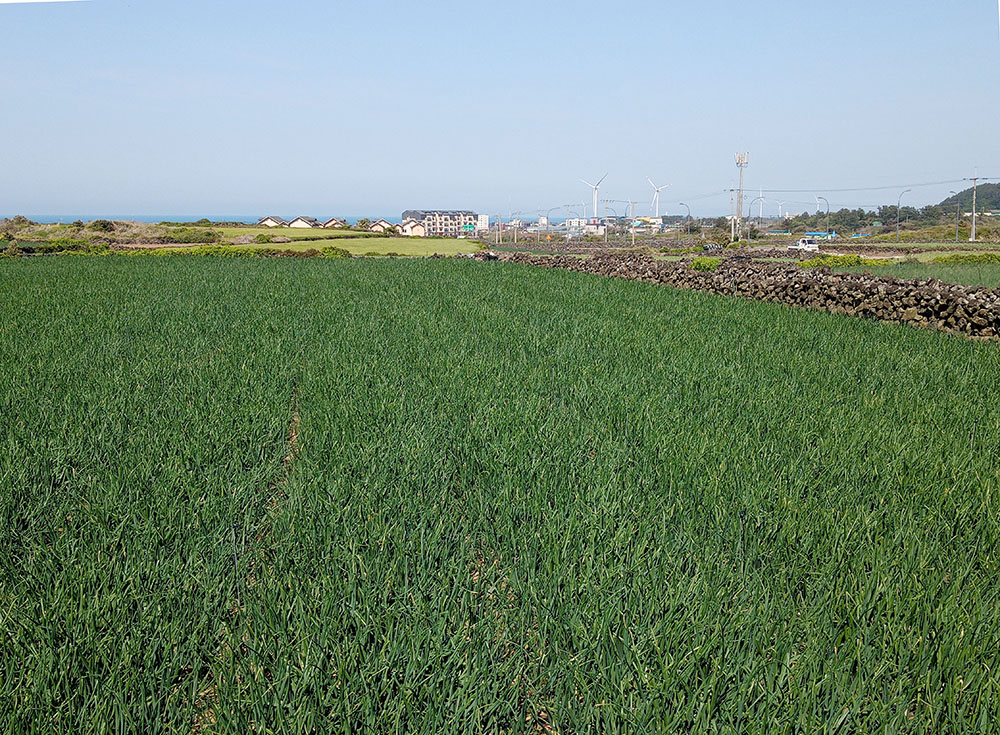 올레길 19코스: 김녕농로