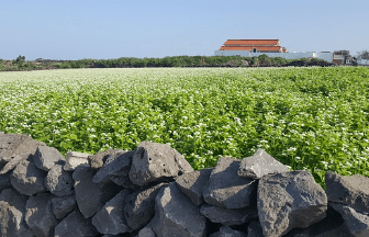메밀묵을 활용한 다양한 요리법