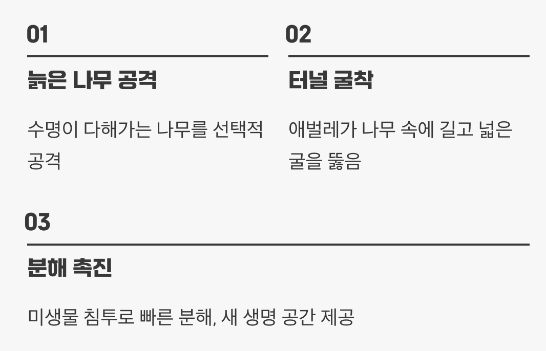 숲의 세대교체를 돕는 '분해자'