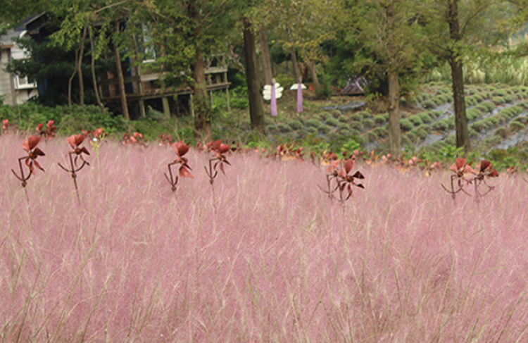 팜카밀레 허브농원