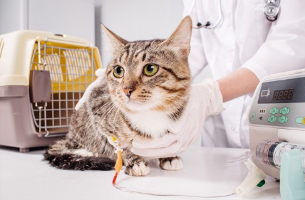 동물병원에서 진찰받는 고양이.