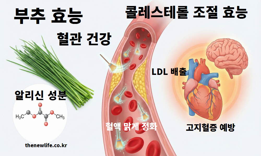 부추 효능 혈관 건강 콜레스테롤 조절
