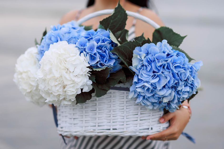 A striking arrangement of blue and white hydrangeas in a woven basket, held by a person outdoors.