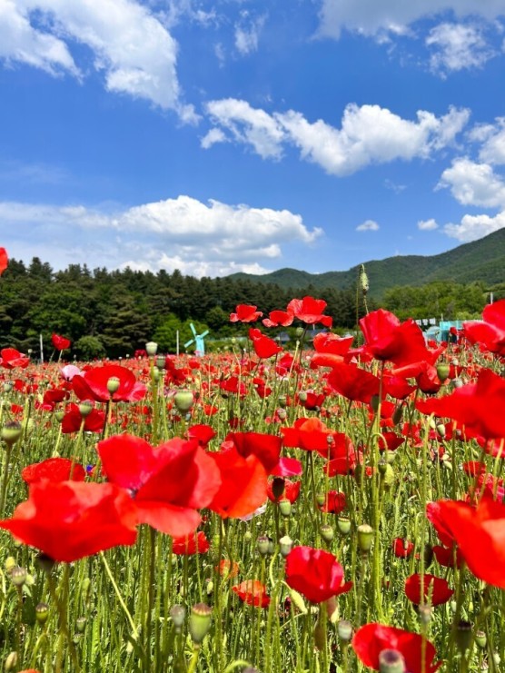 원주-용수골-꽃양귀비마을