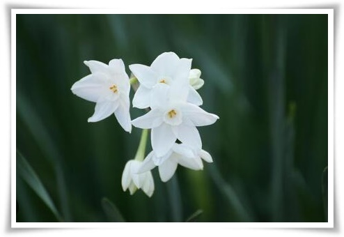 &quot;수선화&quot; 봄의 향기를 담은 마음을 따뜻하게 해 주는 봄의 전령사!