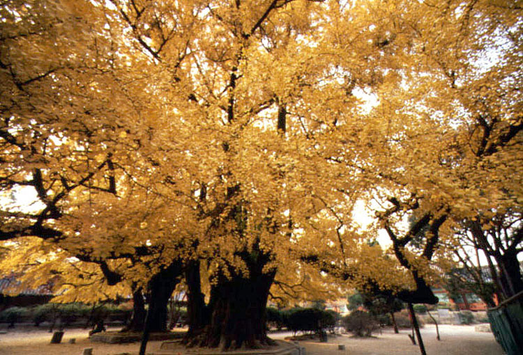 성균관 은행나무, 서울 문묘 나무