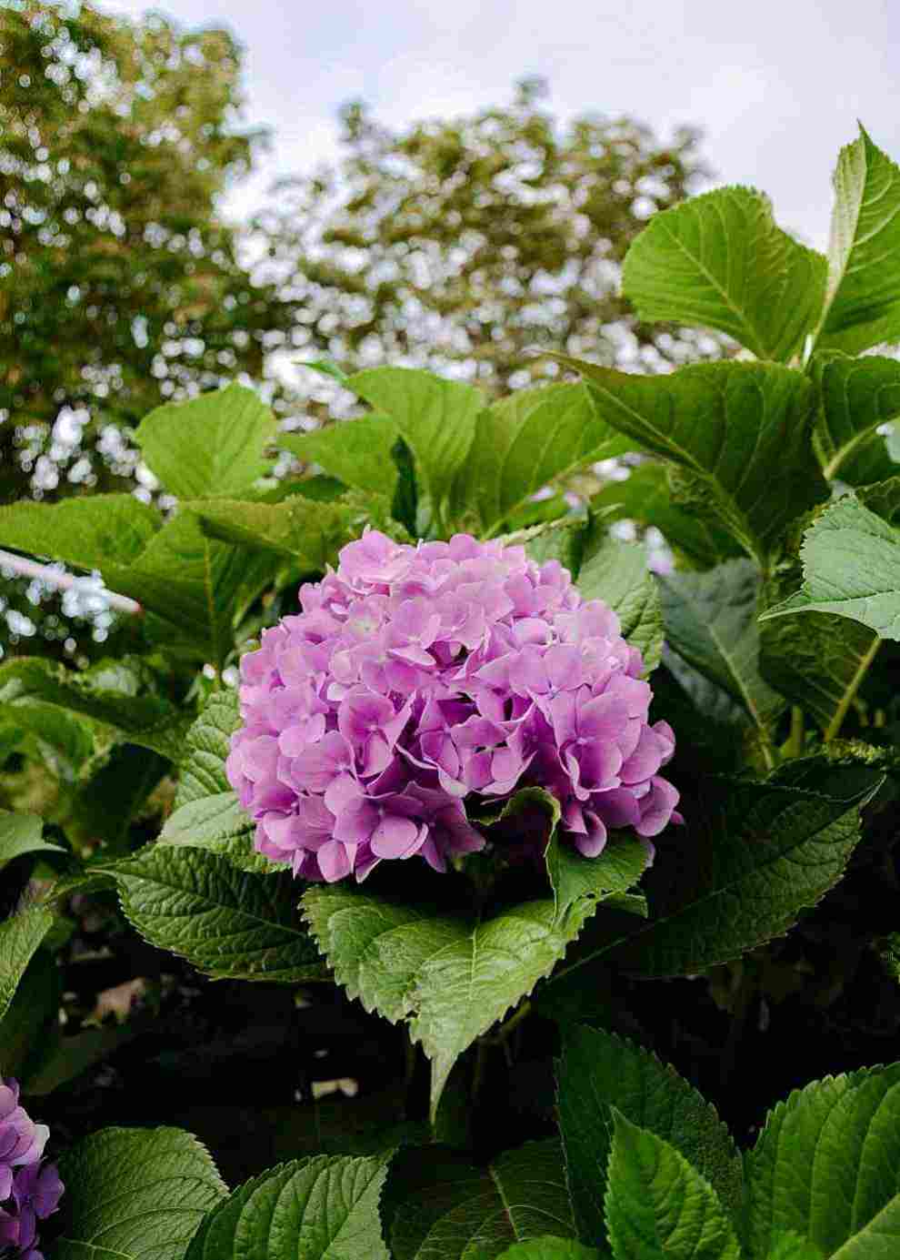 남부면 수국축제