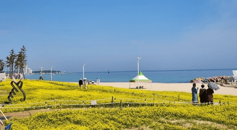 강릉 사근진 해변 유채꽃밭