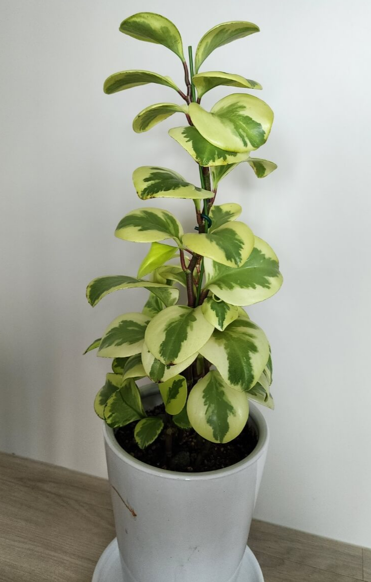 길게자라는 골드페페