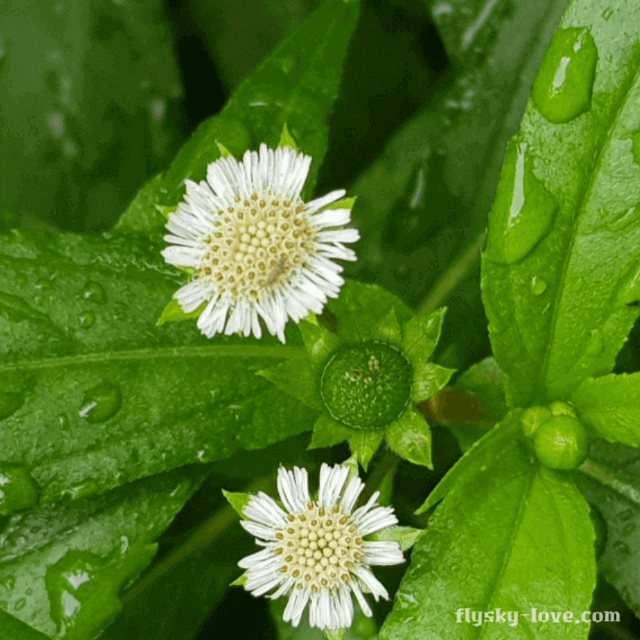 머리카락을 검게 하고 탈모에 효과적인 한련초