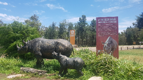 더보 타롱가 주