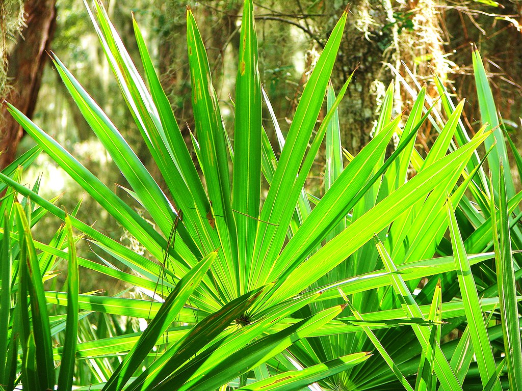 쏘팔메토-추천제품