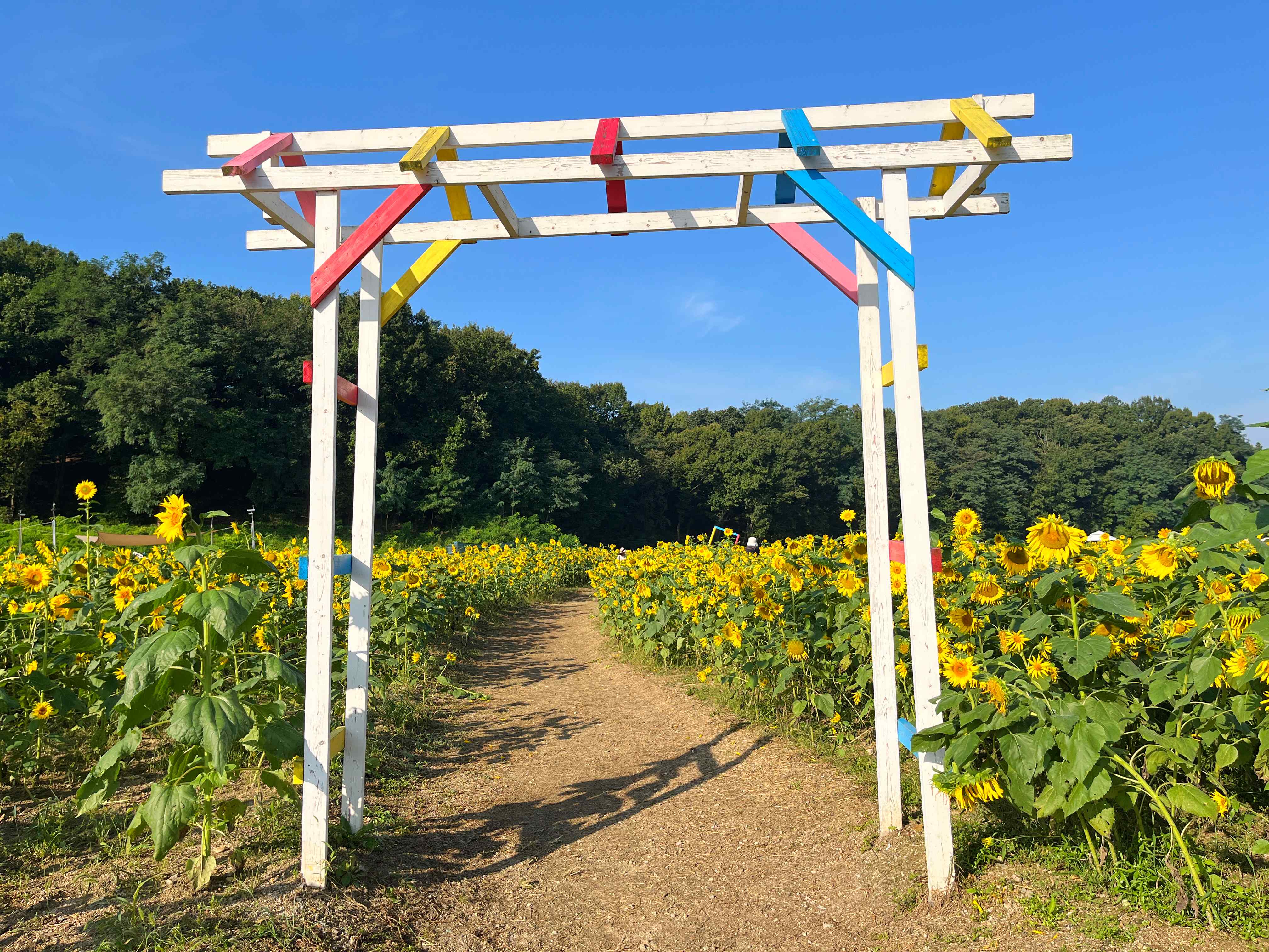 신곡새빛정원 해바라기