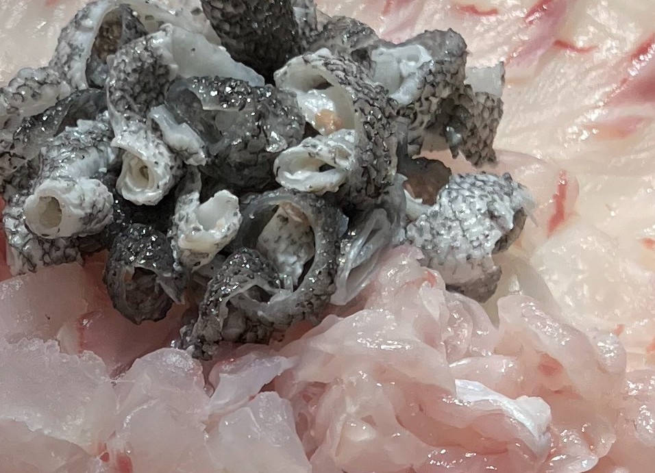 6시내고향 삼천포용궁수산시장 능성어 썸네일